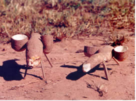 Foto: Burrinho de mandioca